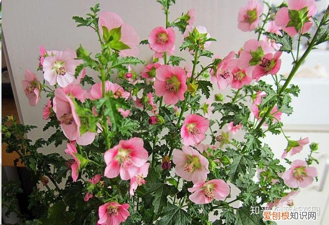 蓝色妖姬开花是蓝色的吗，蓝妖：这10种花，一开就是大半年，还超级好养！