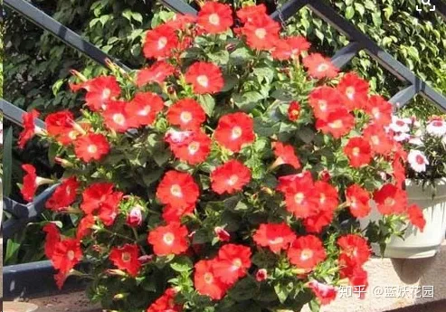 蓝色妖姬开花是蓝色的吗，蓝妖：这10种花，一开就是大半年，还超级好养！