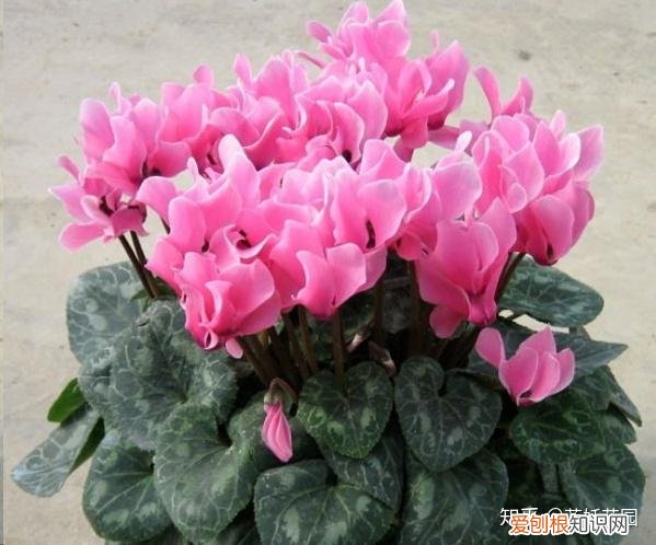 蓝色妖姬开花是蓝色的吗，蓝妖：这10种花，一开就是大半年，还超级好养！