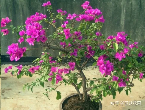 蓝色妖姬开花是蓝色的吗，蓝妖：这10种花，一开就是大半年，还超级好养！