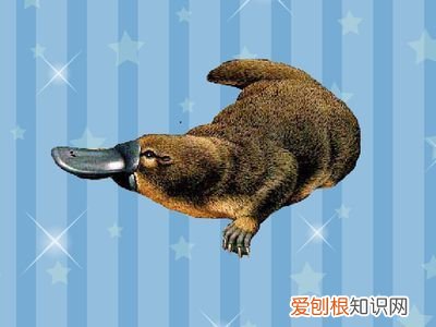 除了鸭嘴兽还有哪些奇怪的动物,动物小百科|神奇的动物在哪里 – 古老的鸭嘴兽