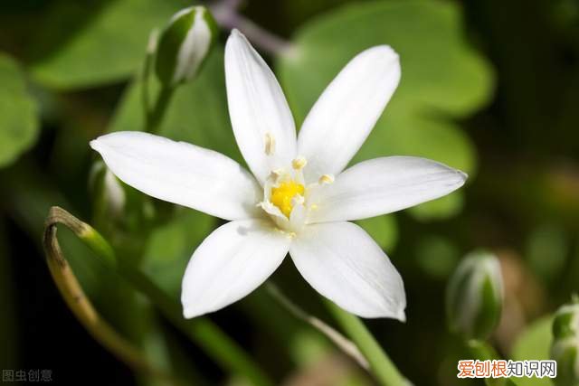 各种白色的花，这四种“白色花”，优雅高贵，白色控的养花人必不可少