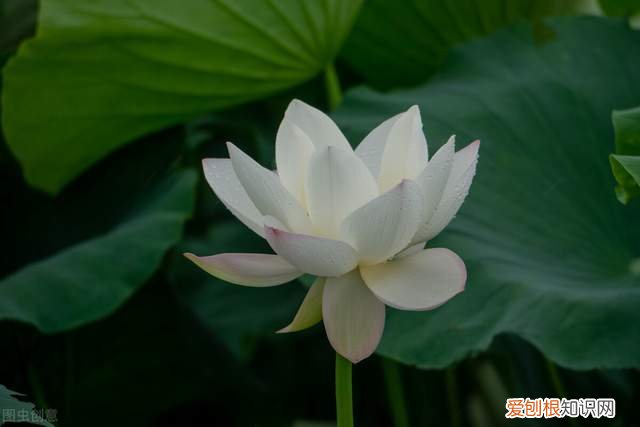 各种白色的花，这四种“白色花”，优雅高贵，白色控的养花人必不可少