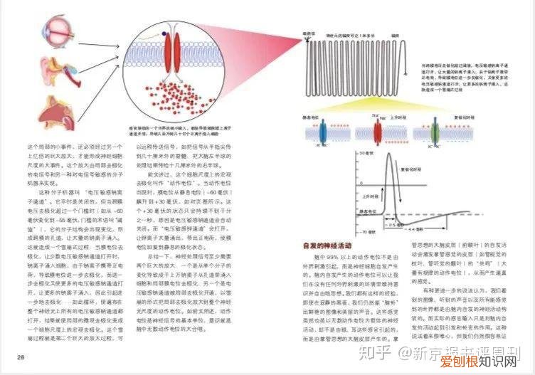 猹和果子狸的区别，从“果子狸肉可以吃”说起：儿童科普，为何乱象丛生？