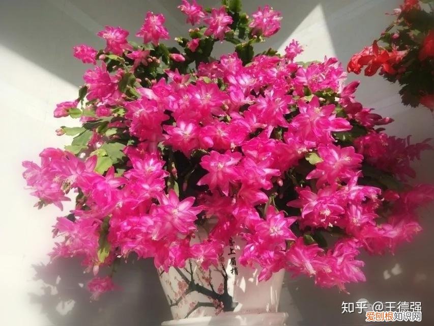 家内养护的花卉，人养花，花旺人，这20种盆栽花卉，养到室内可让家里更干净