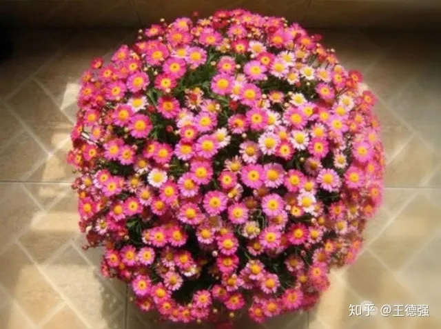家内养护的花卉，人养花，花旺人，这20种盆栽花卉，养到室内可让家里更干净