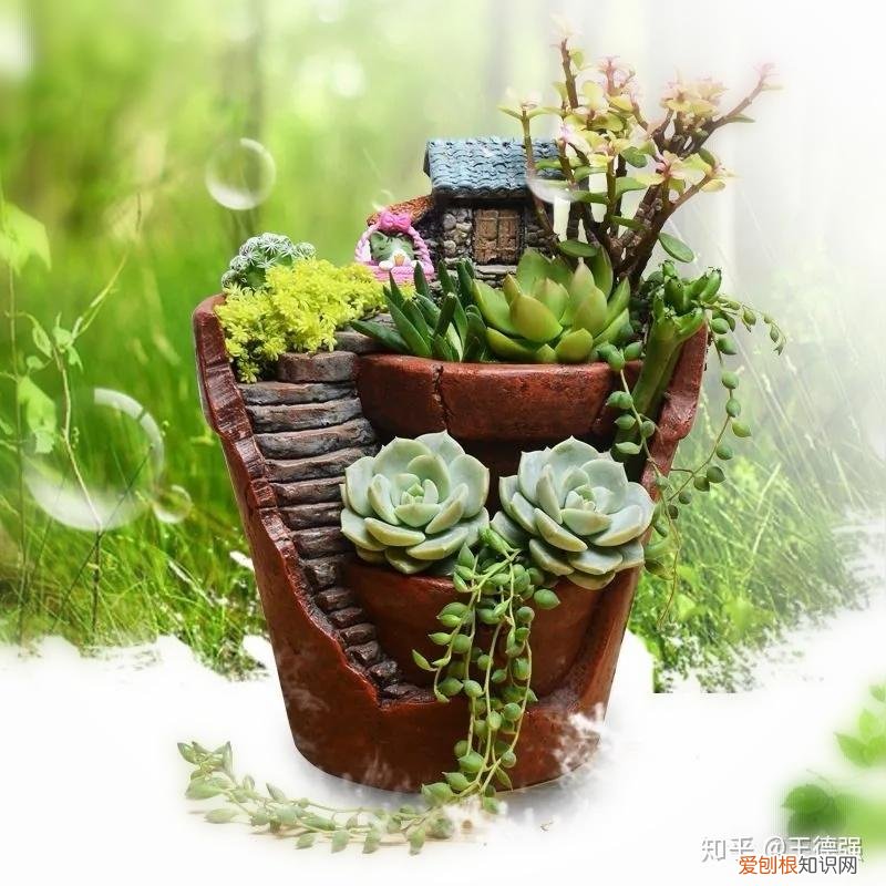 家内养护的花卉，人养花，花旺人，这20种盆栽花卉，养到室内可让家里更干净