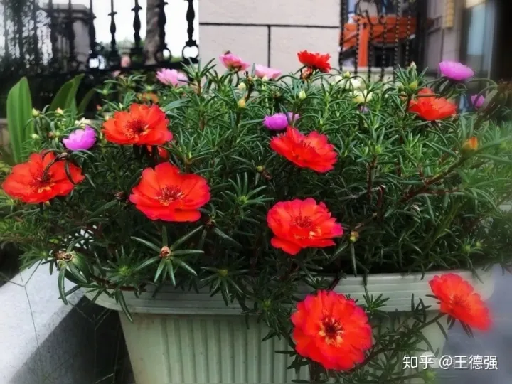 家内养护的花卉，人养花，花旺人，这20种盆栽花卉，养到室内可让家里更干净