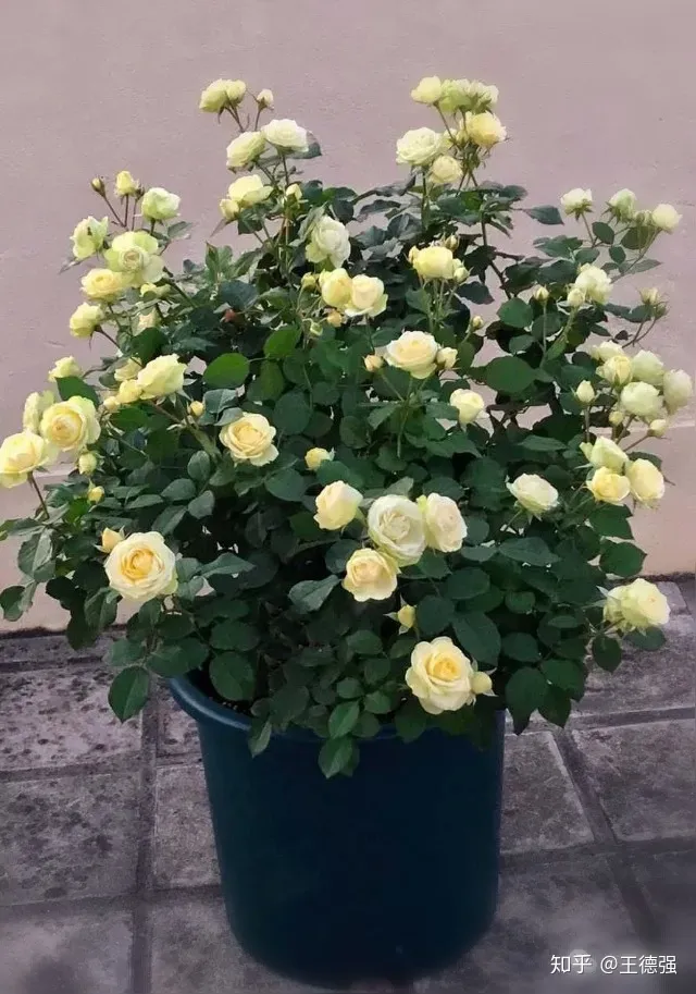 家内养护的花卉，人养花，花旺人，这20种盆栽花卉，养到室内可让家里更干净