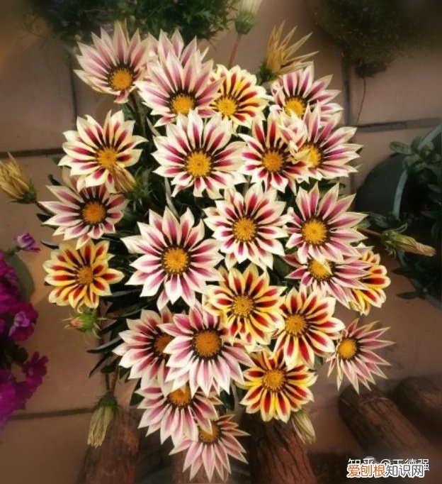 家内养护的花卉，人养花，花旺人，这20种盆栽花卉，养到室内可让家里更干净