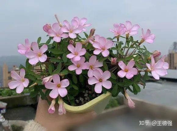家内养护的花卉，人养花，花旺人，这20种盆栽花卉，养到室内可让家里更干净