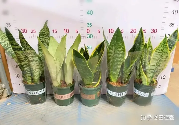 家内养护的花卉，人养花，花旺人，这20种盆栽花卉，养到室内可让家里更干净