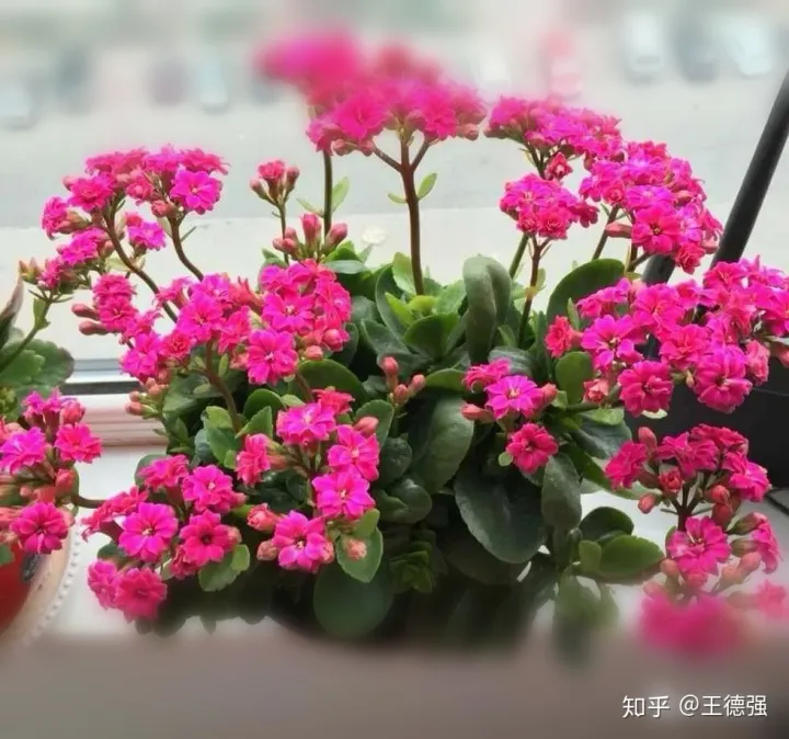 家内养护的花卉，人养花，花旺人，这20种盆栽花卉，养到室内可让家里更干净
