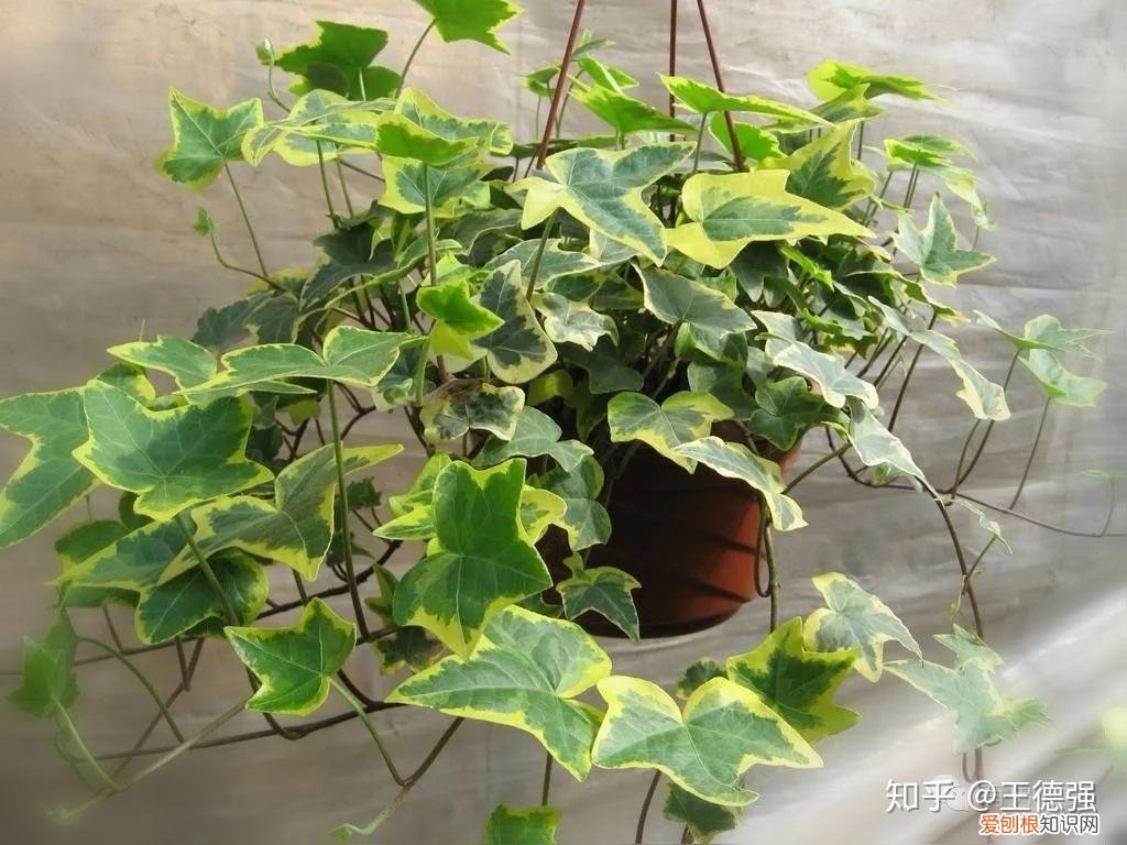 家内养护的花卉，人养花，花旺人，这20种盆栽花卉，养到室内可让家里更干净