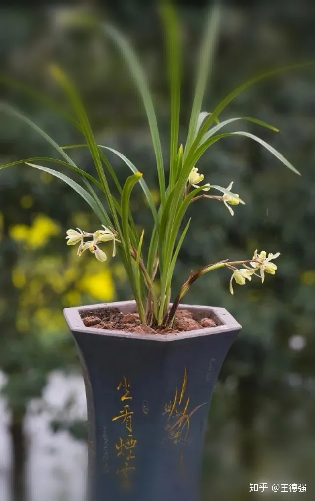 家内养护的花卉，人养花，花旺人，这20种盆栽花卉，养到室内可让家里更干净