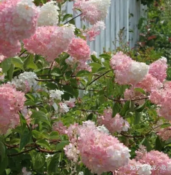 秋冬季院子里种什么花草，适合栽院子里的5种花，开花漂亮又好养，冬天不怕冻
