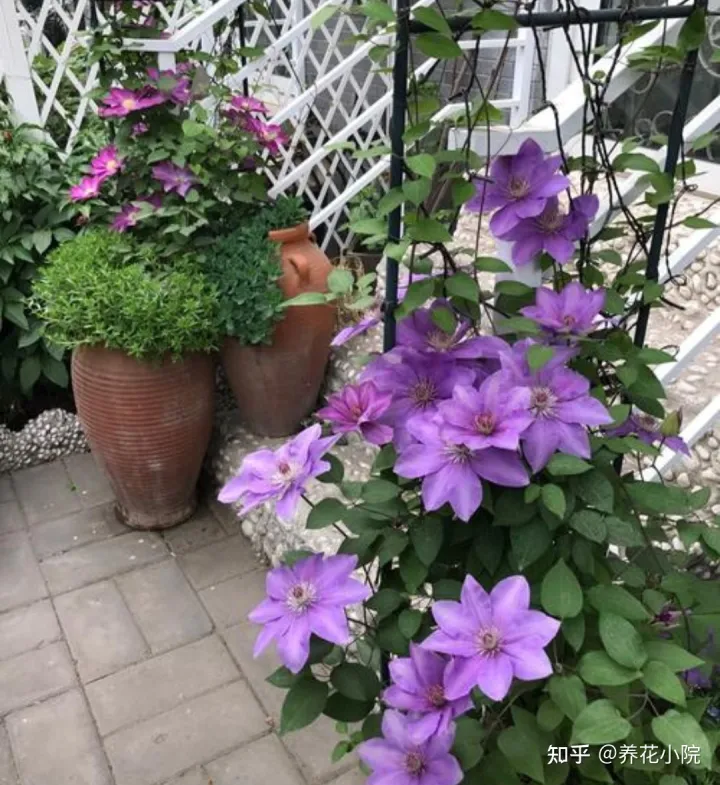 秋冬季院子里种什么花草，适合栽院子里的5种花，开花漂亮又好养，冬天不怕冻