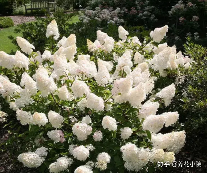 秋冬季院子里种什么花草，适合栽院子里的5种花，开花漂亮又好养，冬天不怕冻