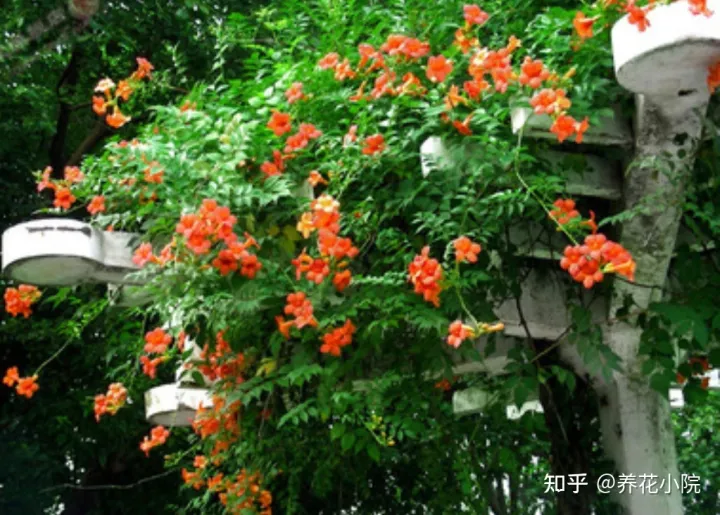 秋冬季院子里种什么花草，适合栽院子里的5种花，开花漂亮又好养，冬天不怕冻
