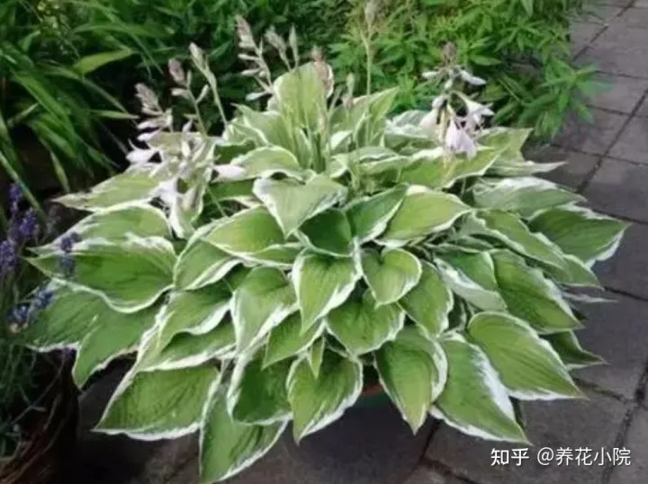 哪些喜阴的花卉能在家里养，家里缺阳光，可养6种“喜阴花卉”，照样开的好，漂亮又美观
