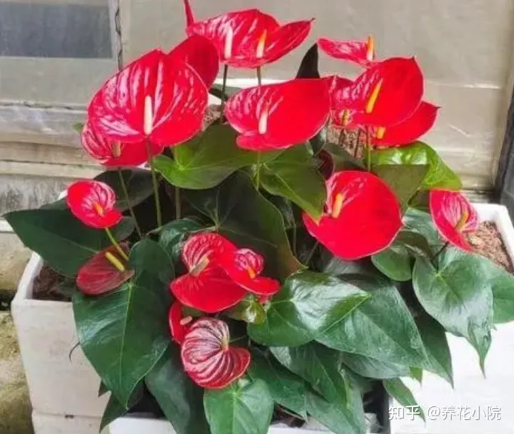 哪些喜阴的花卉能在家里养，家里缺阳光，可养6种“喜阴花卉”，照样开的好，漂亮又美观