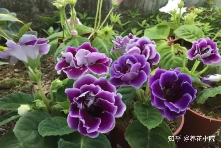 哪些喜阴的花卉能在家里养，家里缺阳光，可养6种“喜阴花卉”，照样开的好，漂亮又美观