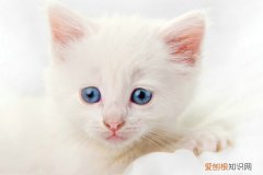 猫咪吐白沫没精神萎靡，猫，小猫吐白沫精神不振