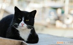 幼猫眼睛流眼泪眼屎多，猫，幼猫眼睛流眼泪眼屎多,猫有眼屎