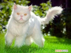 小猫吐黄水，猫，小猫吐黄水,猫吐血