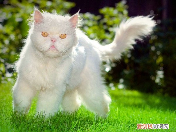 小猫吐黄水，猫，小猫吐黄水,猫吐血