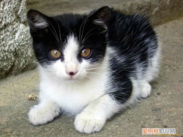 猫体外驱虫多久一次，猫，猫咪多久一次体外驱虫