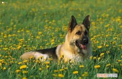 德国牧羊犬有什么特点，这么好的德牧被禁养太可惜！，德国牧羊犬好不好