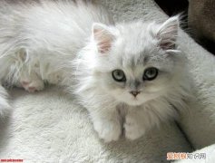 猫鼻支和感冒的区别，猫，猫鼻支和普通感冒的区别