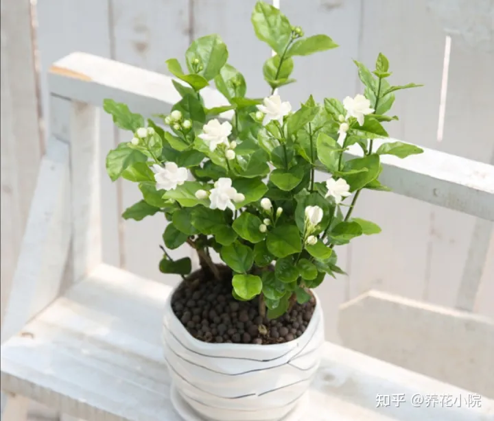 家里空气干燥养什么植物好，室内空气干燥，适合养8种植物，美观大方还养人！