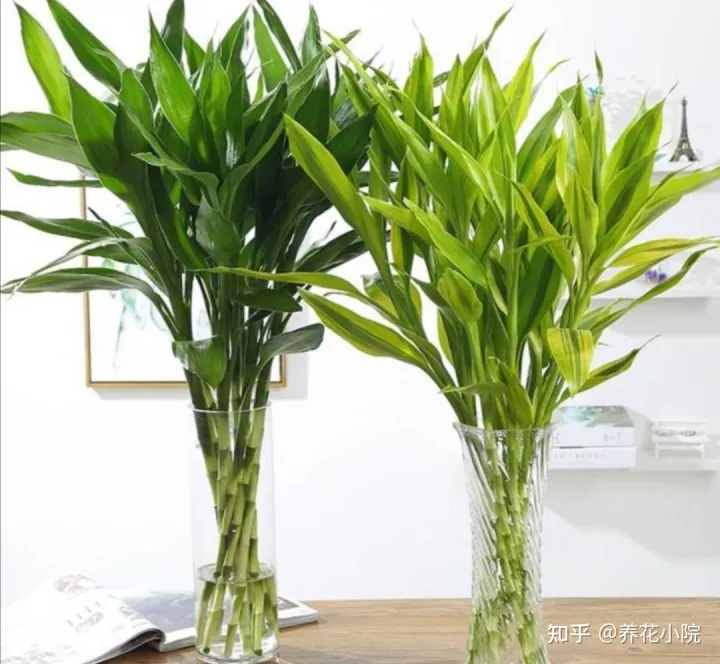 家里空气干燥养什么植物好，室内空气干燥，适合养8种植物，美观大方还养人！