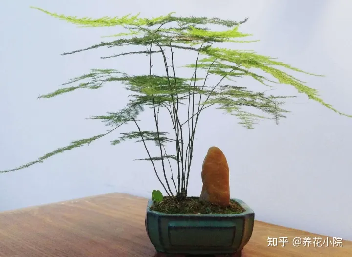 家里空气干燥养什么植物好，室内空气干燥，适合养8种植物，美观大方还养人！