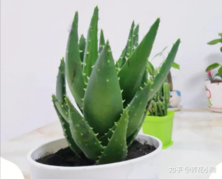家里空气干燥养什么植物好，室内空气干燥，适合养8种植物，美观大方还养人！