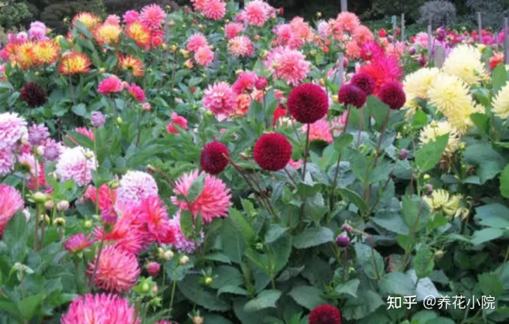 最好养的球根花，什么花好养？5种球根花卉，埋土里就活，开花更漂亮