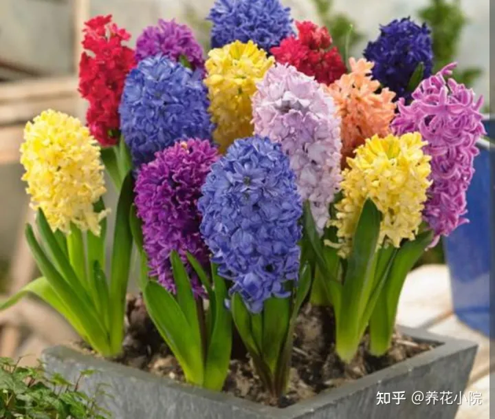 最好养的球根花，什么花好养？5种球根花卉，埋土里就活，开花更漂亮