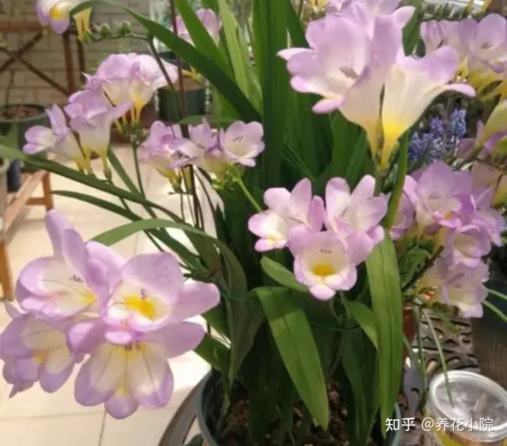 最好养的球根花，什么花好养？5种球根花卉，埋土里就活，开花更漂亮