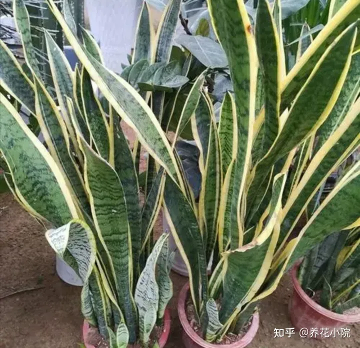 适合室内养的小盆花有哪些花，养7种花，适合用“小盆”，简单好管理，长得更精神