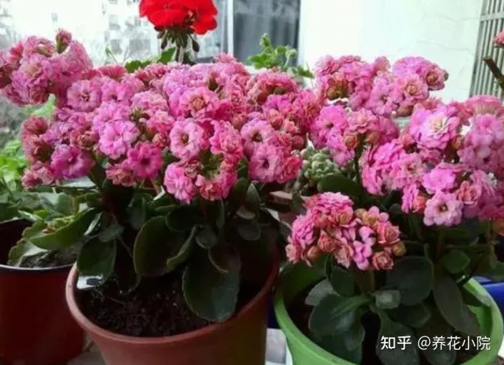适合室内养的小盆花有哪些花，养7种花，适合用“小盆”，简单好管理，长得更精神