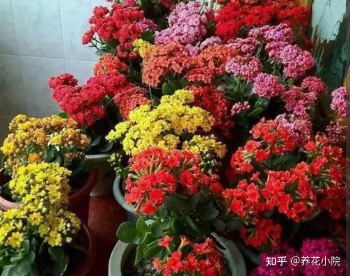 适合室内养的小盆花有哪些花，养7种花，适合用“小盆”，简单好管理，长得更精神