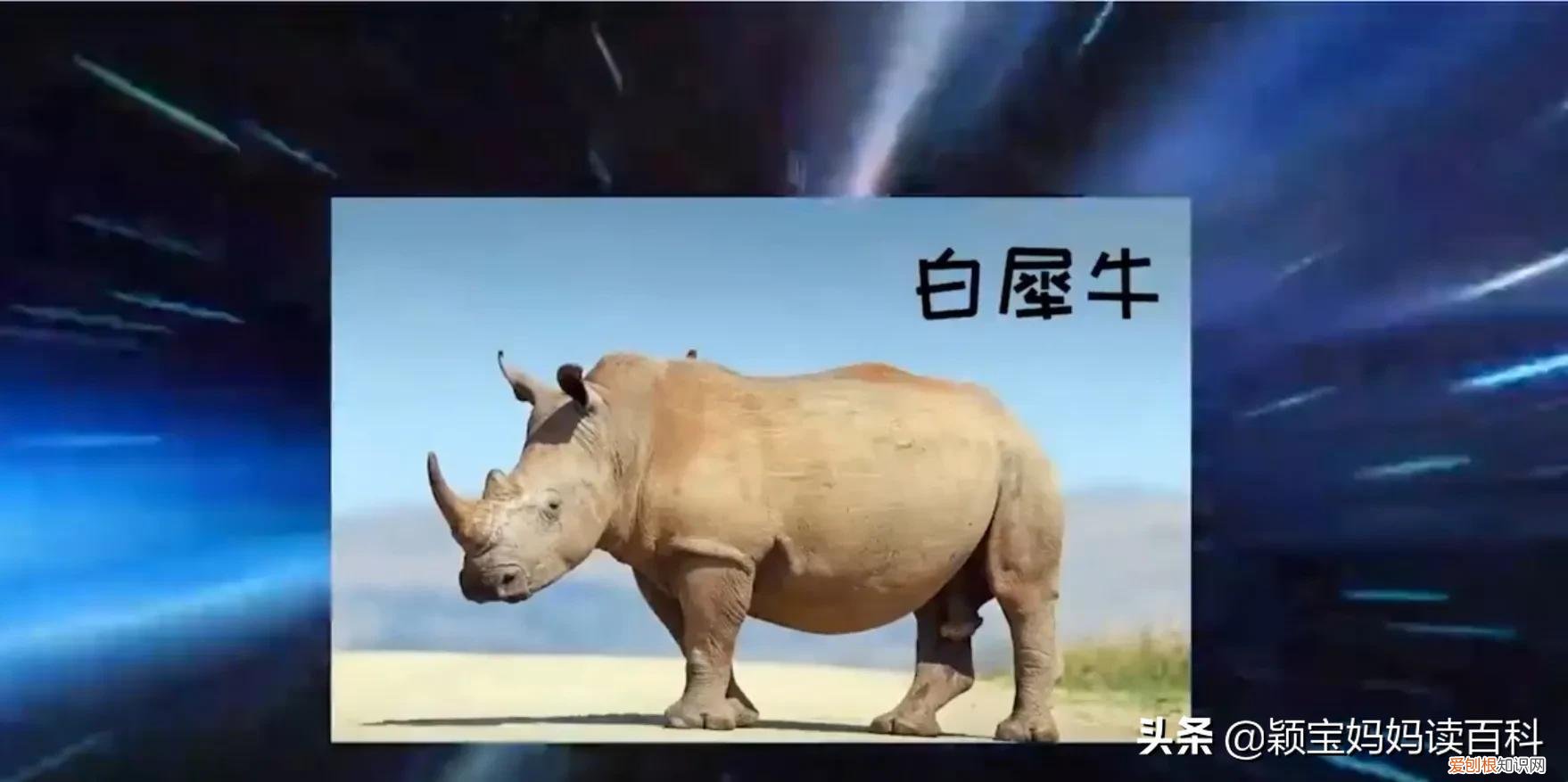 二十一 常见50种哺乳动物，少儿百科科普——强大的哺乳动物