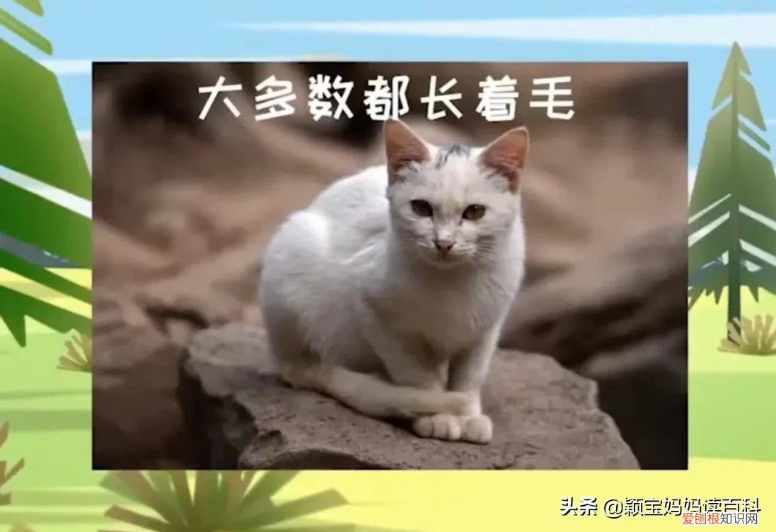 二十一 常见50种哺乳动物，少儿百科科普——强大的哺乳动物