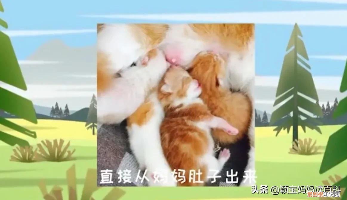二十一 常见50种哺乳动物，少儿百科科普——强大的哺乳动物