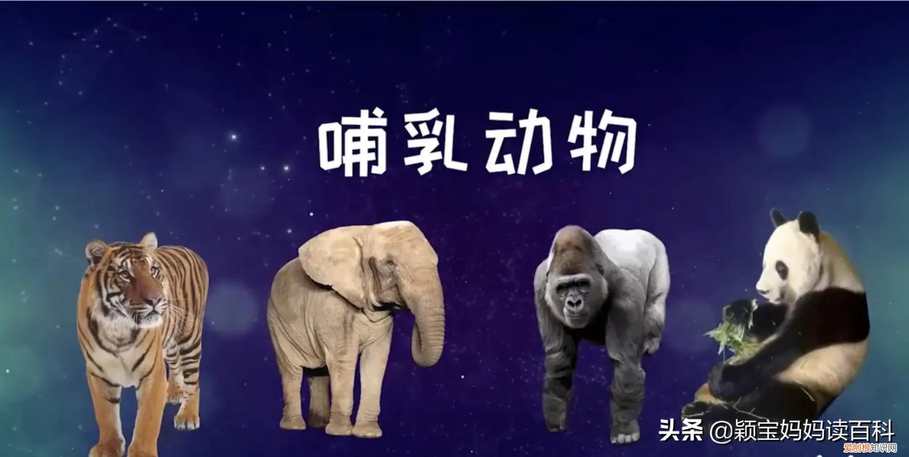 二十一 常见50种哺乳动物，少儿百科科普——强大的哺乳动物
