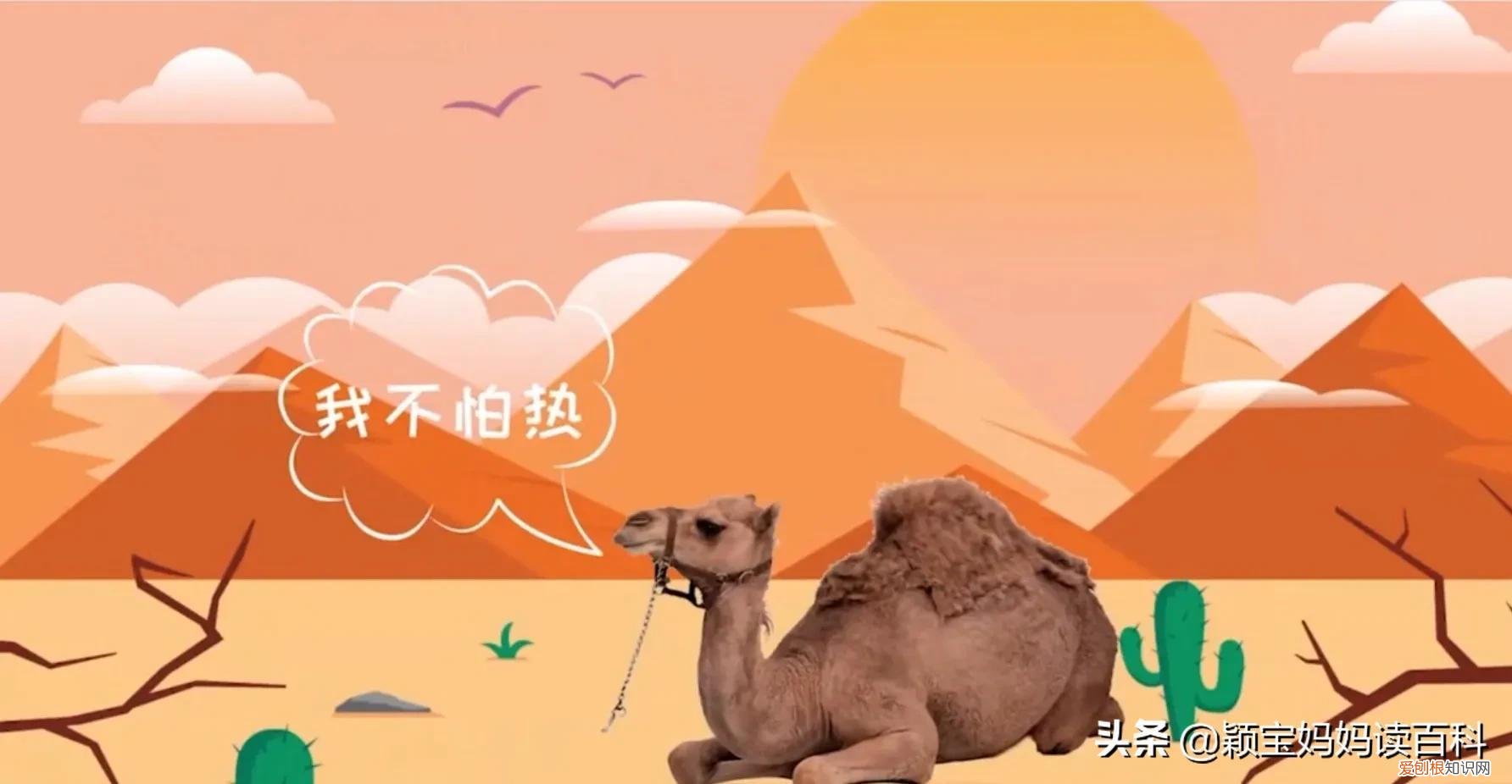 二十一 常见50种哺乳动物，少儿百科科普——强大的哺乳动物