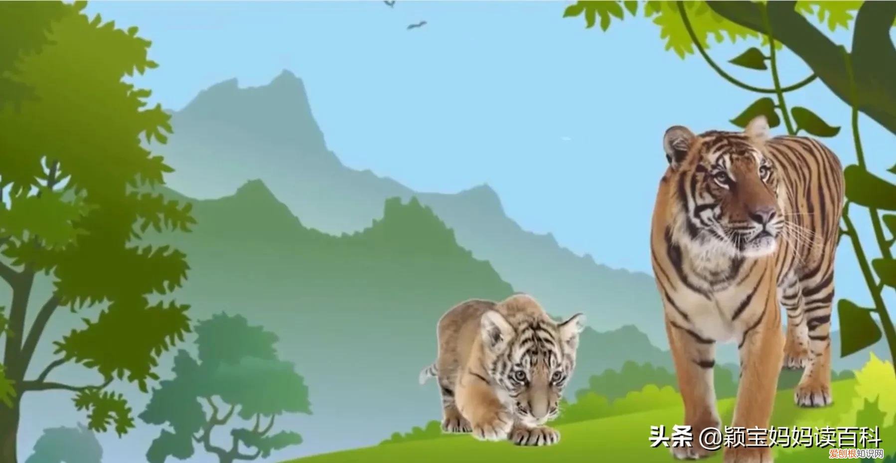 二十一 常见50种哺乳动物，少儿百科科普——强大的哺乳动物