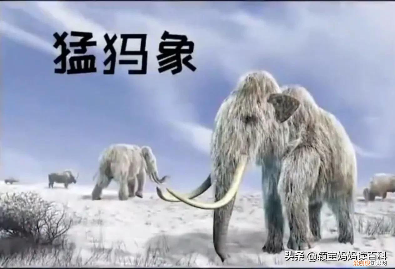 二十一 常见50种哺乳动物，少儿百科科普——强大的哺乳动物